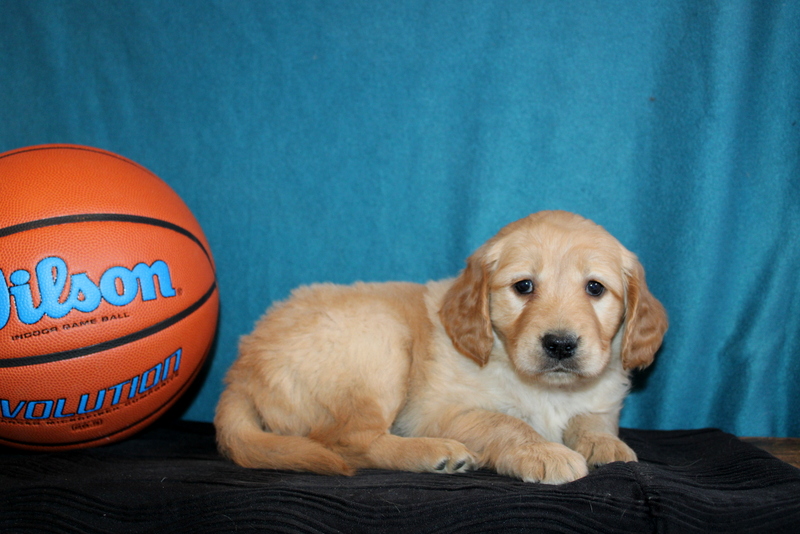 puppy, for, sale, Mini Goldendoodle , Matthew B. Stoltzfus, dog, breeder, Gap, PA, dog-breeder, puppy-for-sale, forsale, nearby, find, puppyfind, locator, puppylocator, aca